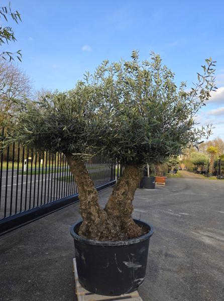 Olivenbaum-Hojiblanca--Nr-25